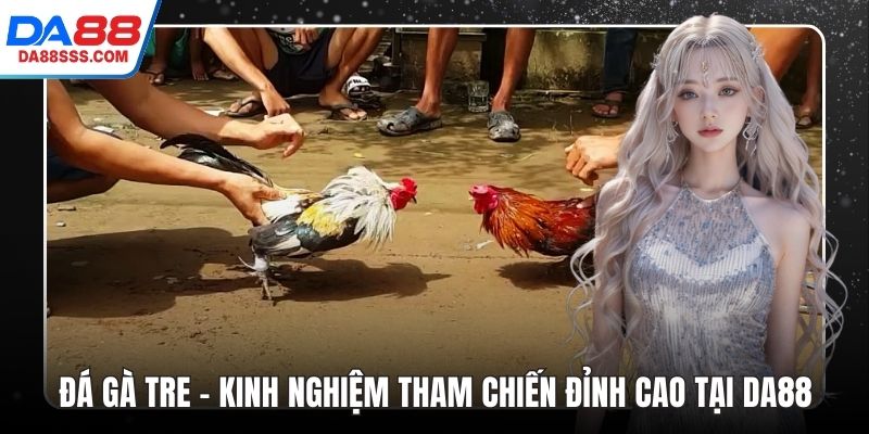 Đá Gà Tre – Kinh Nghiệm Tham Chiến Đỉnh Cao Tại DA88