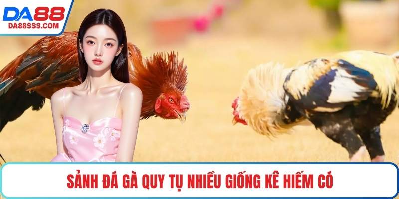 Sảnh đá gà quy tụ nhiều giống kê hiếm có